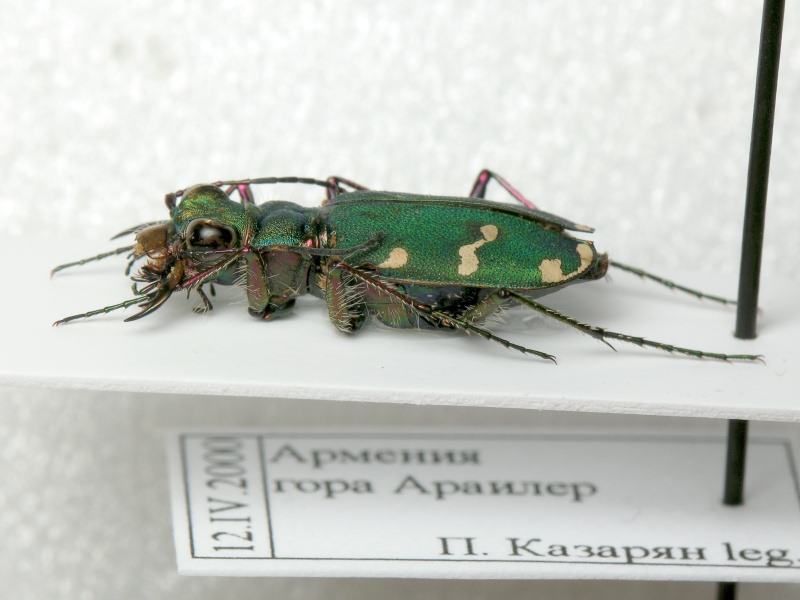 Cicindelinae